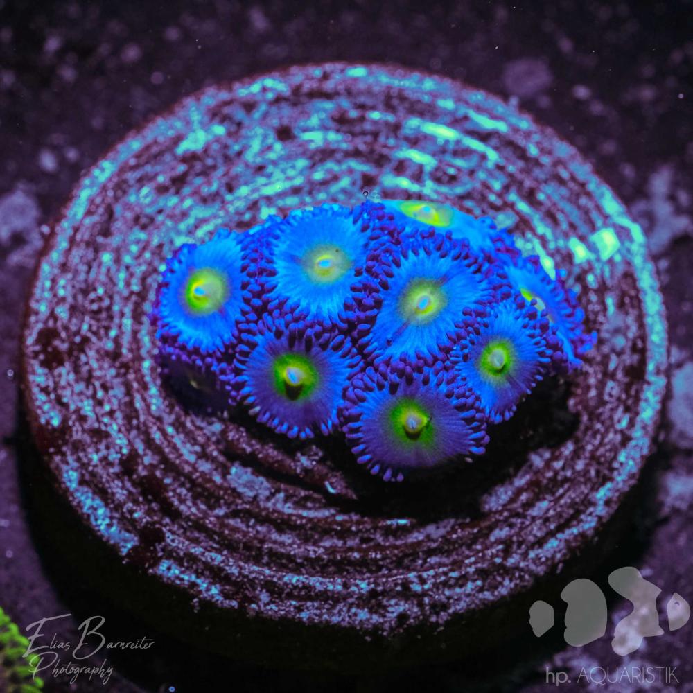 Zoanthus AIO